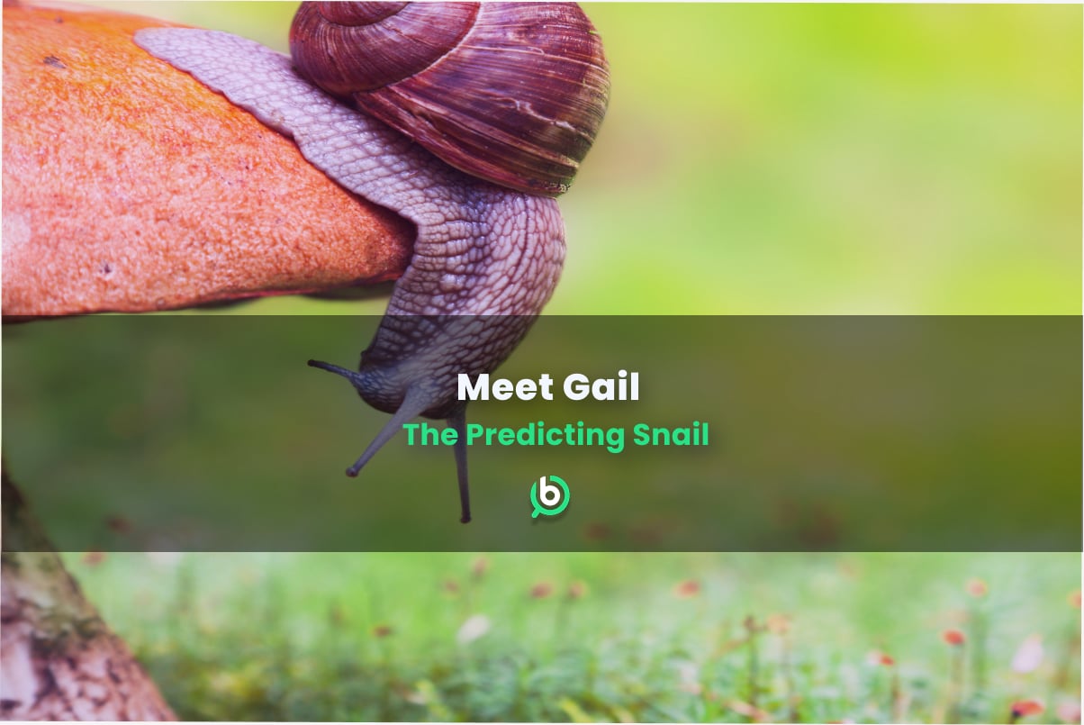 Gail the Snail, BonusFinder's new mascot, poised to predict outcomes of major events like the FIFA World Cup, music contests, and movie premieres