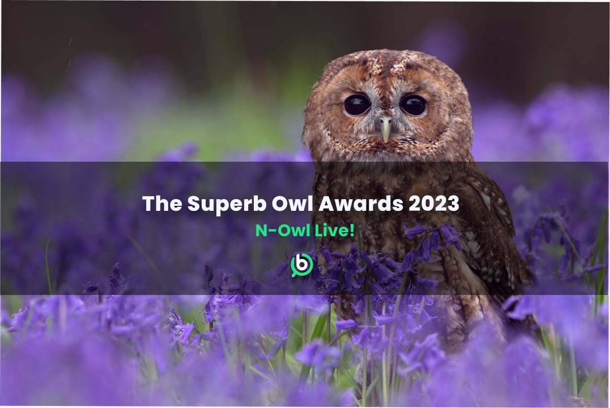 Stock image of an owl