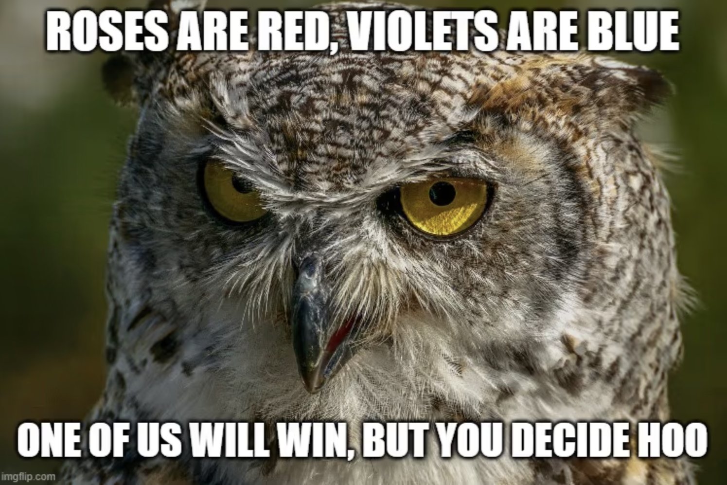 Superb Owl