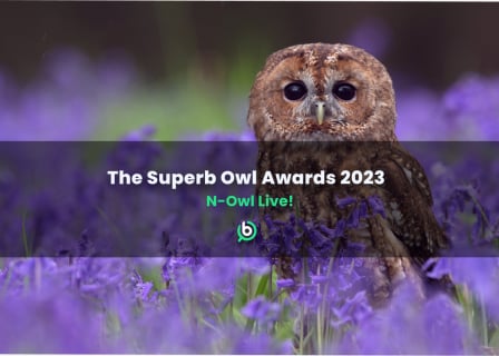 Stock image of an owl